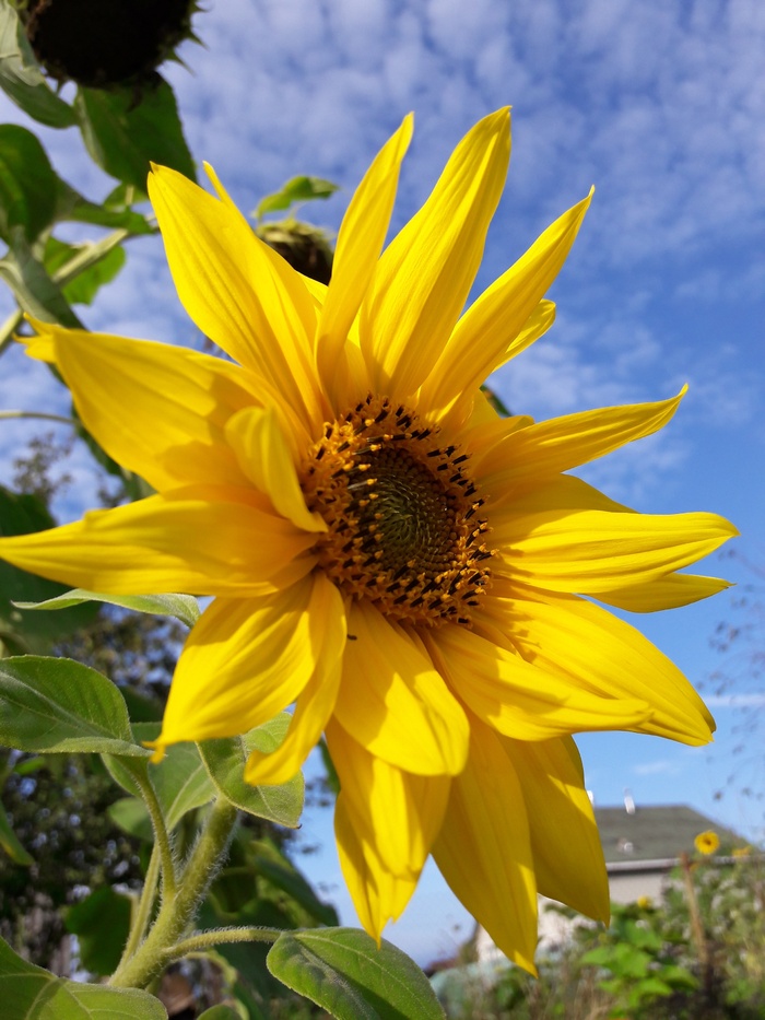 花，向日葵，大夏，花，夏天，黄花，村庄，自然