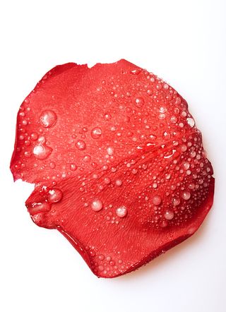 玫瑰, 花瓣, 红色, 设置, 孤立, 开花, 自然, 花的