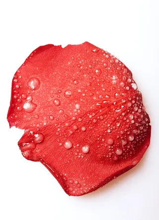 玫瑰, 花瓣, 红色, 设置, 孤立, 开花, 自然, 花的