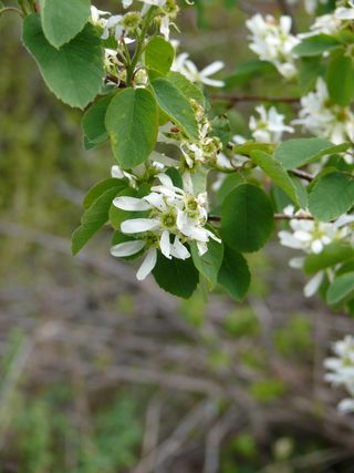 花，开花，自然，白色，花，生长，叶，植物