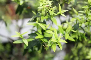 立陶宛，考纳斯，考诺botanikos苏打水，树叶，最小，绿色，浅色，花卉