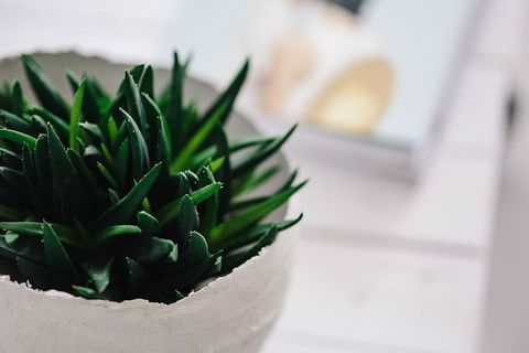 带杂志的绿色植物