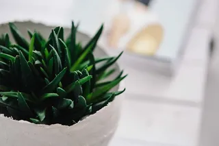 带杂志的绿色植物