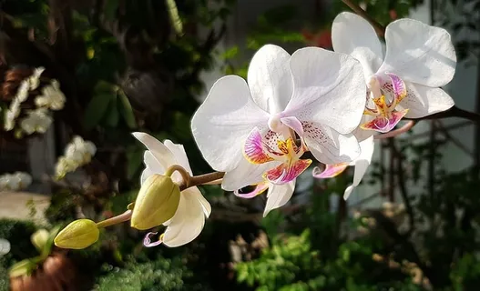 兰花,白色,红色,花朵,植物群,热带,花瓣,盛开 兰花,白色,红色,花朵,植物群,热带,花瓣,盛开