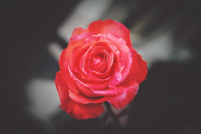 花，红色，花瓣，花朵，花园，植物，自然，秋天