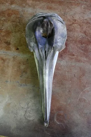 头骨，海豚，牙齿，解剖学，下巴，动物头骨，没有人，特写