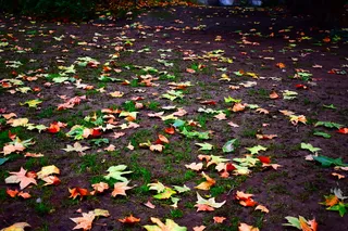 伦敦, 英格兰, 秋季, 绿色, 红色, 橙色, 叶子, 对比