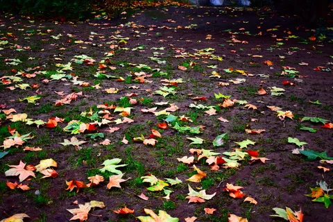 伦敦, 英格兰, 秋季, 绿色, 红色, 橙色, 叶子, 对比 伦敦, 英格兰, 秋季, 绿色, 红色, 橙色, 叶子, 对比