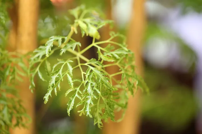 植物，福禄考，羽毛叶，食品和饮料，食品，生长，叶，植物部分