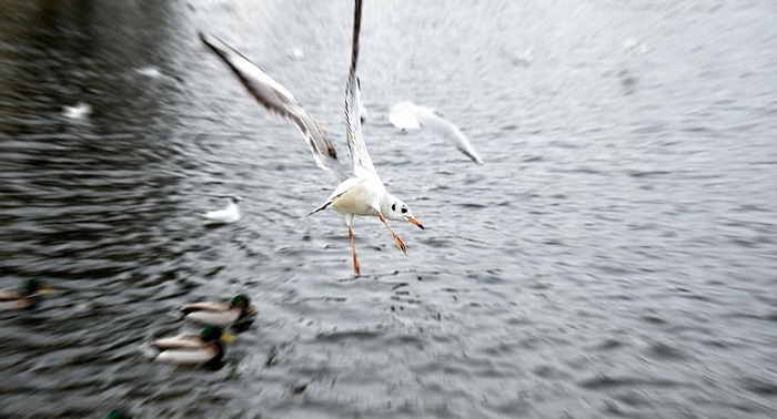 动物，鸟类，鸟类，模糊，飞行，飞行，聚焦，海洋