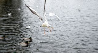 动物，鸟类，鸟类，模糊，飞行，飞行，聚焦，海洋