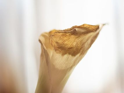 植物，花，花瓣，花，质地，芽，芽，木材