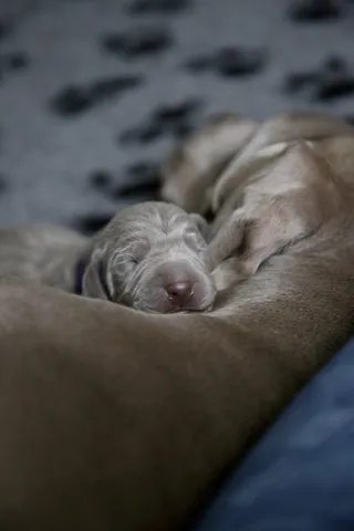 狗，宠物，动物，狗，哺乳动物，小狗，家具，睡眠