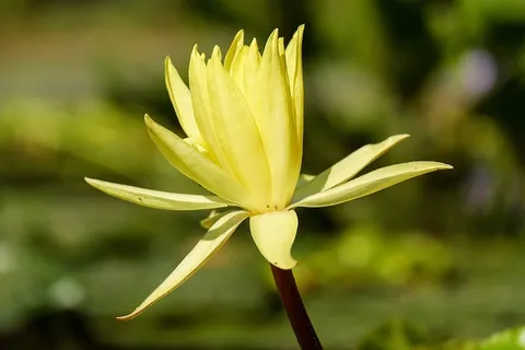 黄花,睡莲,黄花,花朵,花朵,花朵,花朵,黄色 黄花,睡莲,黄花,花朵,花朵,花朵,花朵,黄色