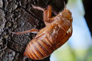 蝉，动物，蝉蜕，蝉壳，昆虫，夏天，绿色，生物