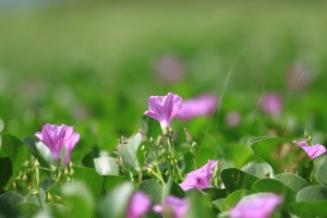 花，花，开花，植物，春，夏，叶，分类