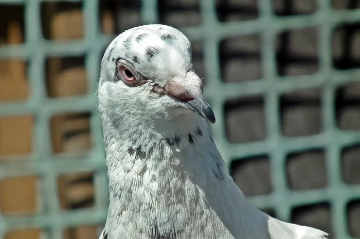 鸽子，邮政编码，犬舍，鸟，动物，春天，羽毛，钢笔