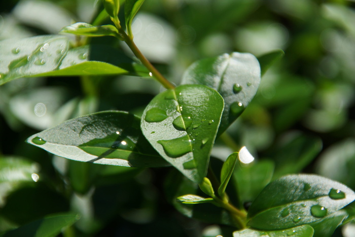 叶子，植物，自然，领先，高价珍珠，水滴，水，植物