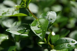 叶子，植物，自然，领先，高价珍珠，水滴，水，植物