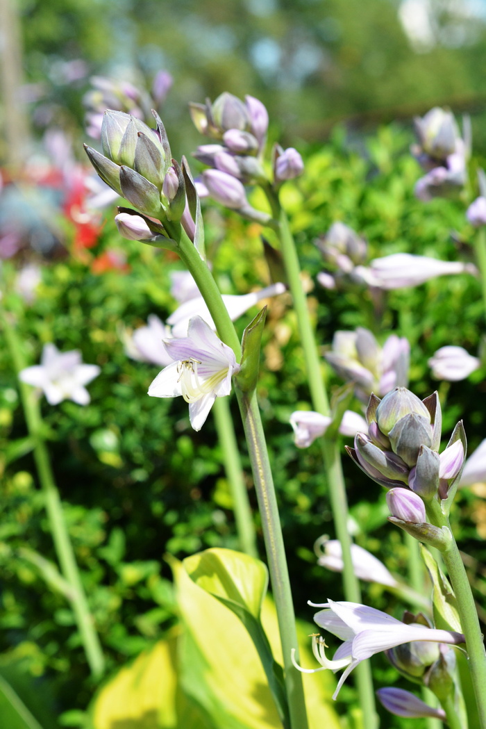 Hosta，Leaf，Host，Studio，Hosts，Hosta Leaf，Studio funkie，铃声