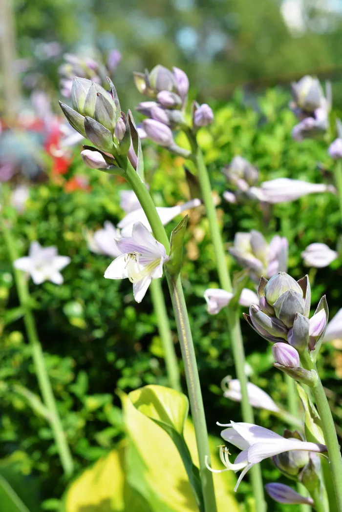 Hosta，Leaf，Host，Studio，Hosts，Hosta Leaf，Studio funkie，铃声