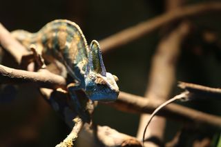 变色龙，爬行动物，马达加斯加，特写，白天，选择性聚焦，无人，聚焦前景