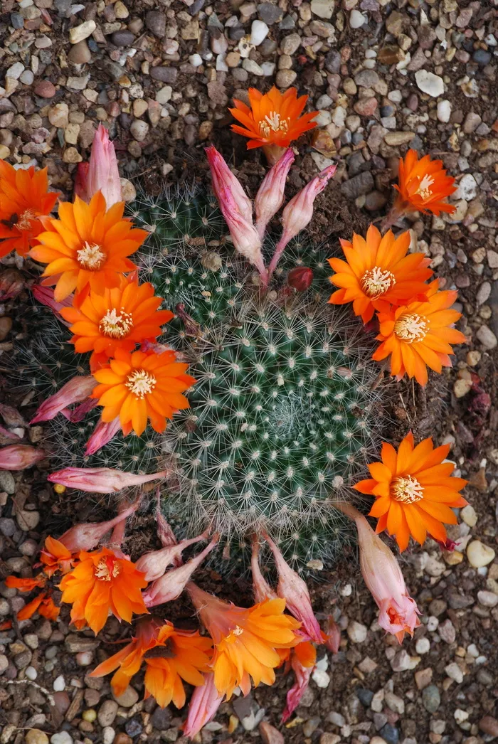 仙人掌，仙人掌科，沙漠花，刺，花，开花植物，新鲜度