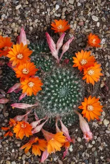 仙人掌,仙人掌科,沙漠花,刺,花,开花植物,新鲜度 仙人掌,仙人掌科,沙漠花,刺,花,开花植物,新鲜度