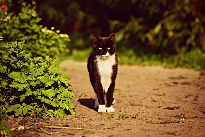 黑猫、动物、哺乳动物、宠物、家猫、猫科动物、站立、看