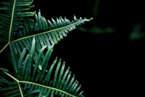 自然，植物，蕨类植物，叶，茎，脉，图案，线条