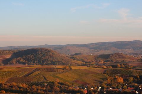 自然、葡萄园、rebstock、颜色、色彩、秋天、景观、季节