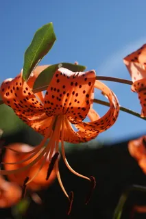 百合,虎百合,黄花菜,橙黄花菜,虎黄花菜,橙,夏,花 百合,虎百合,黄花菜,橙黄花菜,虎黄花菜,橙,夏,花