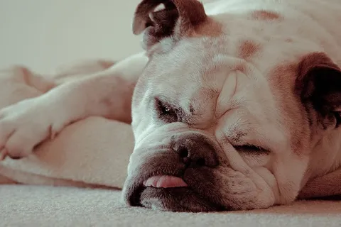 舌头,狗,斗牛犬,英国斗牛犬,困倦,动物,可爱,可爱 舌头,狗,斗牛犬,英国斗牛犬,困倦,动物,可爱,可爱