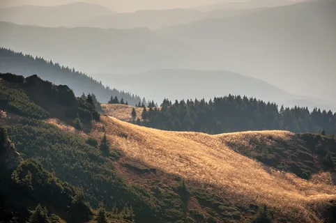 白天布朗山上的绿树 白天布朗山上的绿树