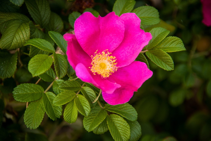 玫瑰果、玫瑰、花、植物、灌木、玫瑰、大自然、海滩