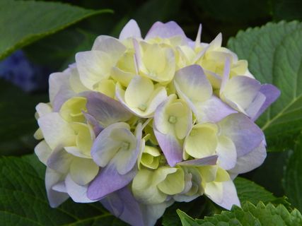 蓝色绣球花,自然,植物,花,花园,叶,花,花 蓝色绣球花,自然,植物,花,花园,叶,花,花