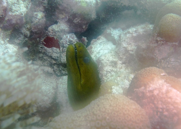 绿色海鳗, 鳗鱼, 水肺, 海上生活, 水肺潜水, 白, 海洋, 水下