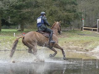 马，骑手，狐狸，狩猎，马，拖拽，塑造，自然
