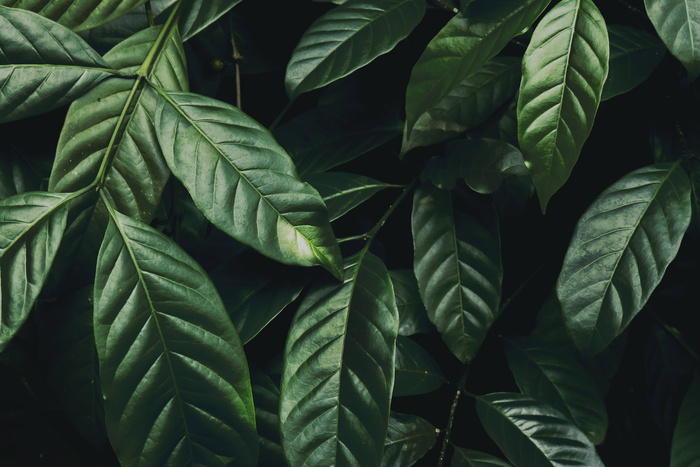 绿叶植物特写照片