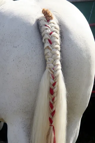 马尾辫，动物，辫子，绳子，白色，无人，特写，运动