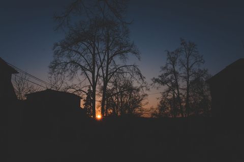 木材、灯光、城市、黎明、背光、树枝、清晰、黑暗