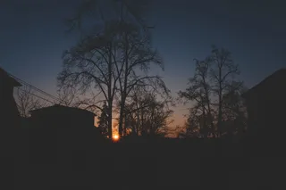 木材、灯光、城市、黎明、背光、树枝、清晰、黑暗