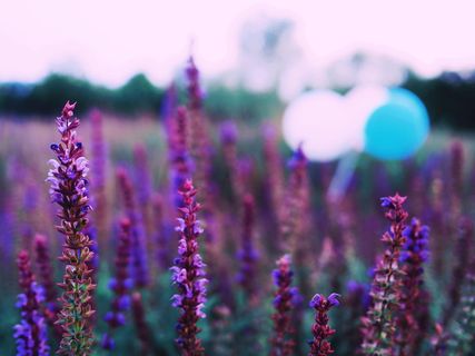 花，天空，夏天，开花植物，植物，紫色，生长，自然之美
