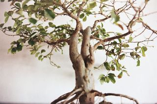 绿叶盆景的选择性聚焦摄影