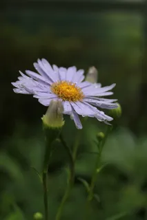 玛格丽特,玛格丽特,花卉,玛格丽特街,花卉,自然,开花植物,花卉 玛格丽特,玛格丽特,花卉,玛格丽特街,花卉,自然,开花植物,花卉