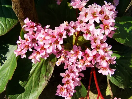 皮革叶花, 粉, 弹簧, 开花植物, 花, 厂, 粉色, 漏洞 皮革叶花, 粉, 弹簧, 开花植物, 花, 厂, 粉色, 漏洞