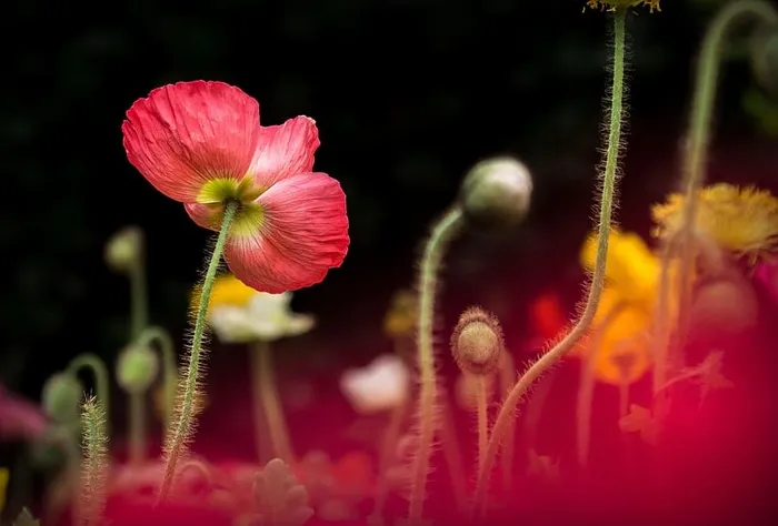 五颜六色，花，植物，茎，自然，花园，黑暗，模糊