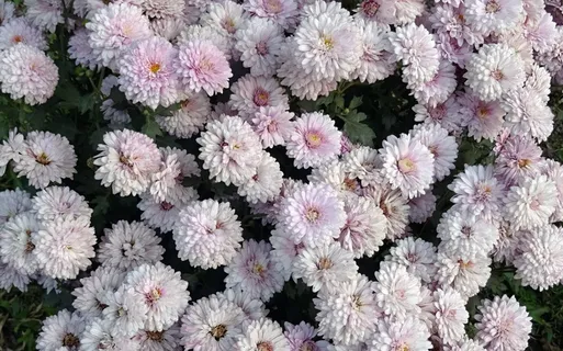菊花,菊科,七叶菊,花,植物群,一年生,开花,开花 菊花,菊科,七叶菊,花,植物群,一年生,开花,开花