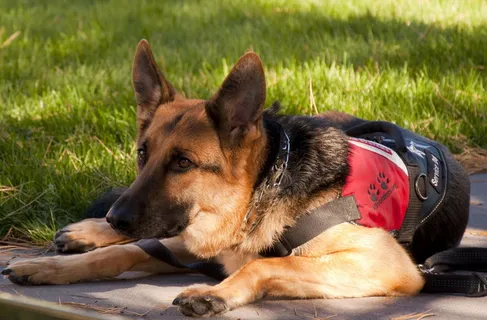 德国牧羊犬,狗,犬,工作,服务,军队,专心,休息 德国牧羊犬,狗,犬,工作,服务,军队,专心,休息