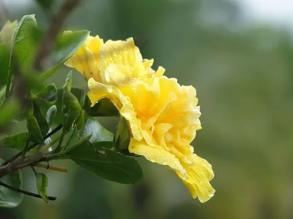 自然,花,植物,叶,开花植物,自然之美,黄色,脆弱 自然,花,植物,叶,开花植物,自然之美,黄色,脆弱